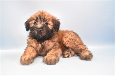 Soft Coated Wheaten Terrier-DOG-Male-Wheaten-10952-Petland Robinson, PA