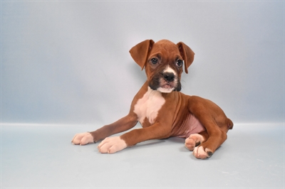 Boxer-DOG-Male-Fawn-10953-Petland Robinson, Pittsburgh, PA