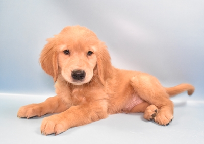 Golden Retriever-DOG-Male-Golden-10954-Petland Robinson, PA