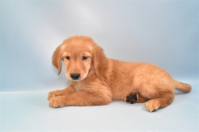 Golden Retriever-DOG-Female-Golden-10955-Petland Robinson, PA