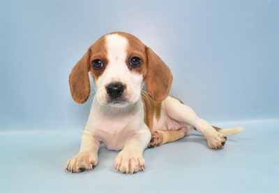 Beagle-DOG-Female-Red and White-10956-Petland Robinson, Pittsburgh, PA