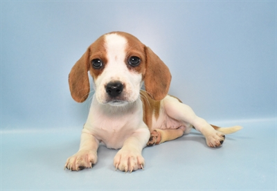 Beagle-DOG-Female-Red and White-10956-Petland Robinson, PA