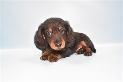 Dachshund-DOG-Male-Black and Tan-10957-Petland Robinson, Pittsburgh, PA