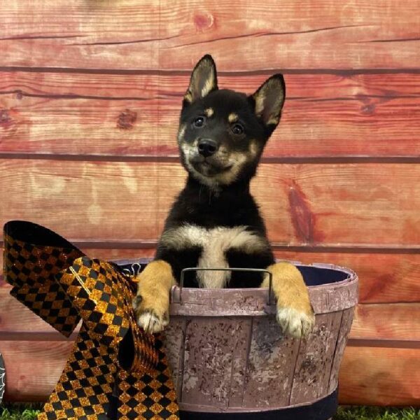 Shiba Inu-DOG-Female-Black / Tan-10970-Petland Robinson, PA