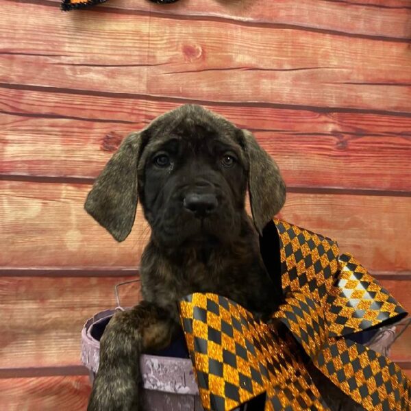 English Mastiff-DOG-Female-Brindle-10969-Petland Robinson, Pittsburgh, PA