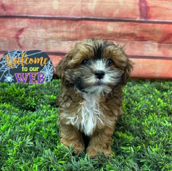 Shipoo-DOG-Male-Brown-11007-Petland Robinson, Pittsburgh, PA