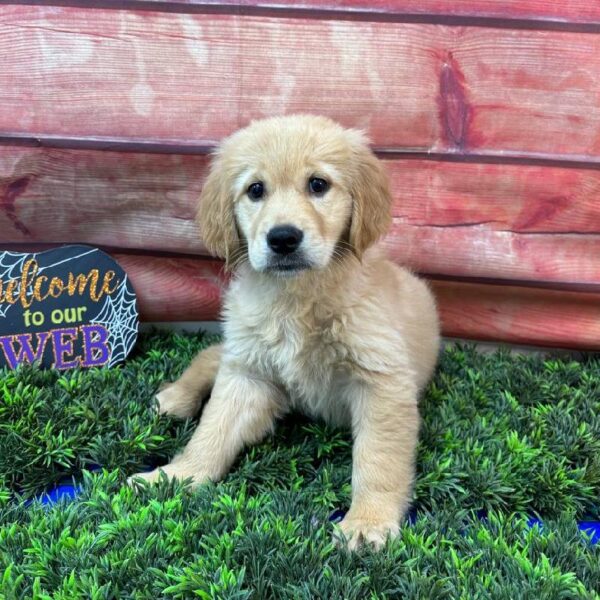 Golden Retriever-DOG-Female-Golden-11008-Petland Robinson, PA