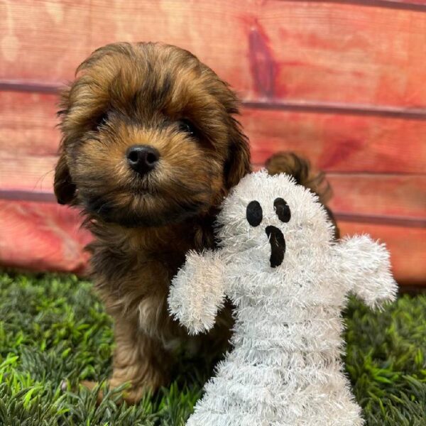Lhasa-Poo-DOG-Male-Grizzle-11009-Petland Robinson, Pittsburgh, PA