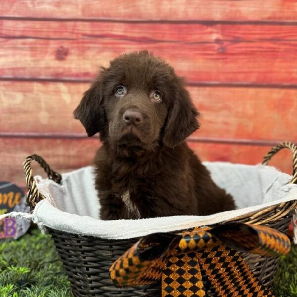 Newfoundland-DOG-Female--11013-Petland Robinson, PA