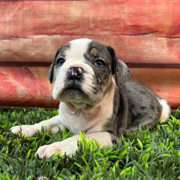 Beabull-DOG-Male-Blue Merle-11014-Petland Robinson, Pittsburgh, PA