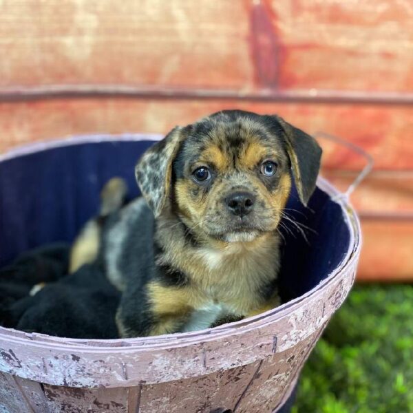 Puggle-DOG-Male-Blue Merle-11022-Petland Robinson, Pittsburgh, PA