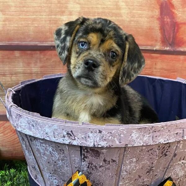 Puggle-DOG-Male-Blue Merle-11021-Petland Robinson, Pittsburgh, PA