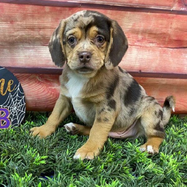 Puggle-DOG-Male-Chocolate Merle-11020-Petland Robinson, Pittsburgh, PA