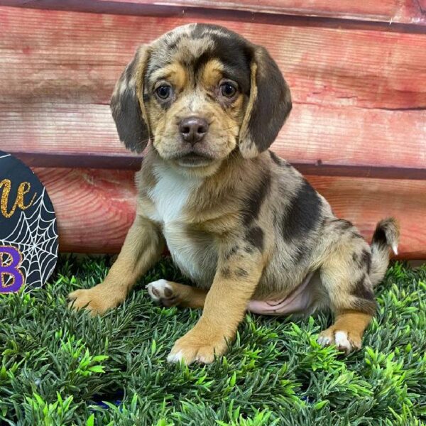 Puggle-DOG-Male-Chocolate Merle-11020-Petland Robinson, PA