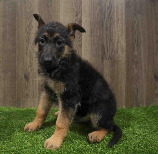 German Shepherd-DOG-Male-Black / Tan-11043-Petland Robinson, PA