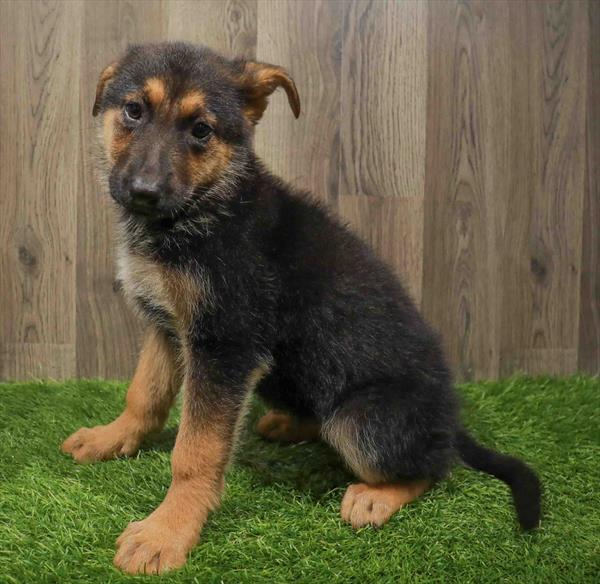 German Shepherd-DOG-Female-Black / Tan-11044-Petland Robinson, PA