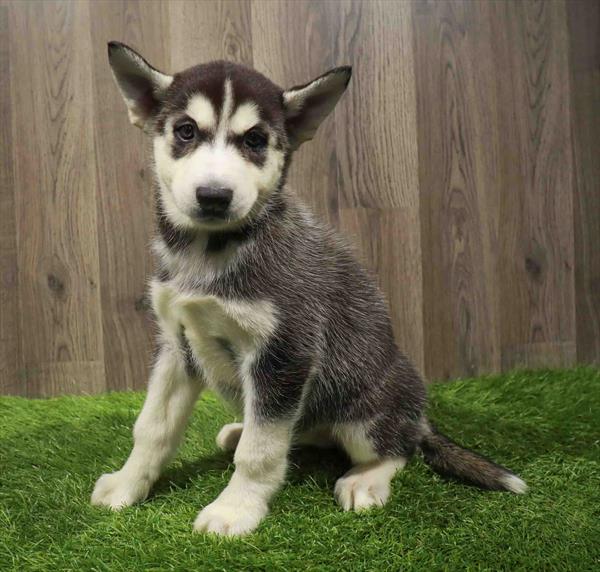 Siberian Husky-DOG-Female-Black / White-11045-Petland Robinson, Pittsburgh, PA