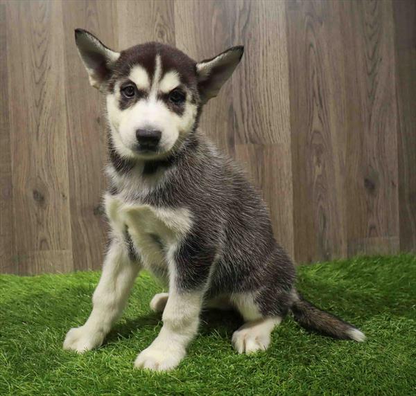 Siberian Husky-DOG-Female-Black / White-11045-Petland Robinson, PA