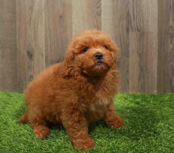 Mini Goldendoodle 2nd Gen.-DOG-Male-Red-11046-Petland Robinson, PA