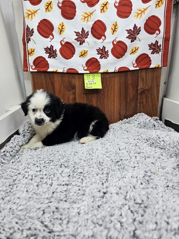 Miniature Australian Shepherd-DOG-Male-Black White / Tan-11049-Petland Robinson, Pittsburgh, PA