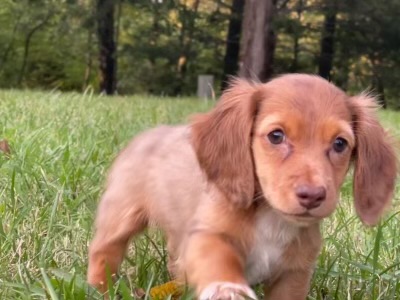 Dachshund-DOG-Female-Red Sable-11050-Petland Robinson, Pittsburgh, PA