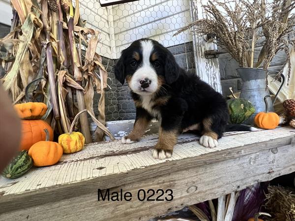 Bernese Mountain Dog-DOG-Male-Tri-Colored-11052-Petland Robinson, PA