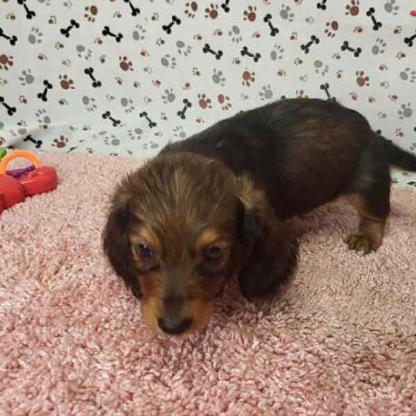 Dachshund-DOG-Male-Red Sable-11053-Petland Robinson, PA