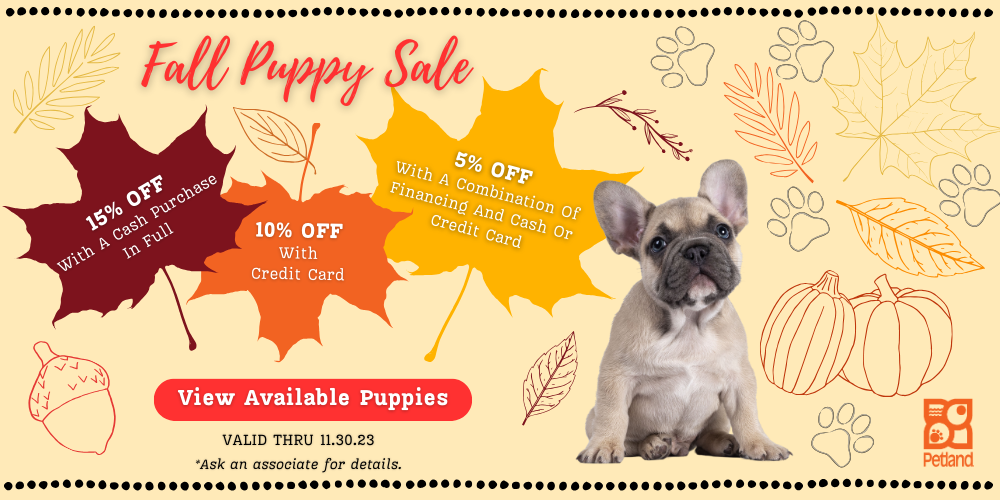 Labrador Retriever Puppies Pittsburgh, PA Petland Robinson