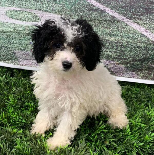 Maltipoo-DOG-Female-Black / White-10857-Petland Robinson, Pittsburgh, PA