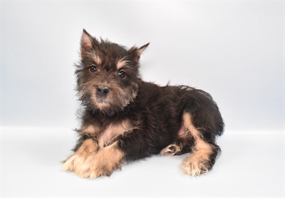 Mini Schnauzer-DOG-Female-Black and Silver-10869-Petland Robinson, Pittsburgh, PA