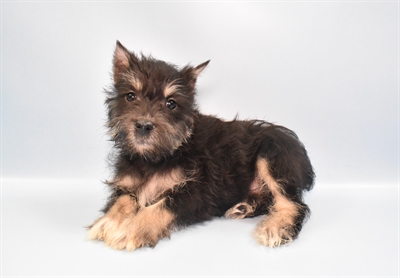 Mini Schnauzer-DOG-Female-Black and Silver-10869-Petland Robinson, PA