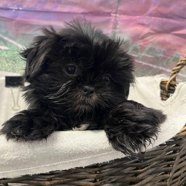 Shih Tzu-DOG-Male-Black-10915-Petland Robinson, PA