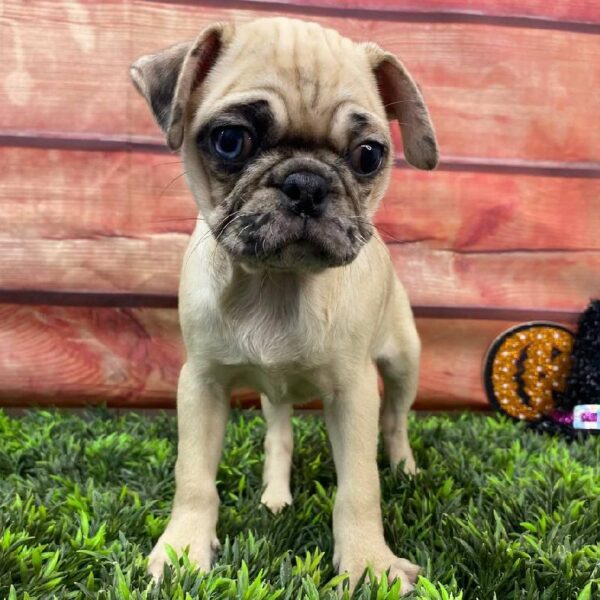 Pug-DOG-Female-Fawn-10941-Petland Robinson, Pittsburgh, PA