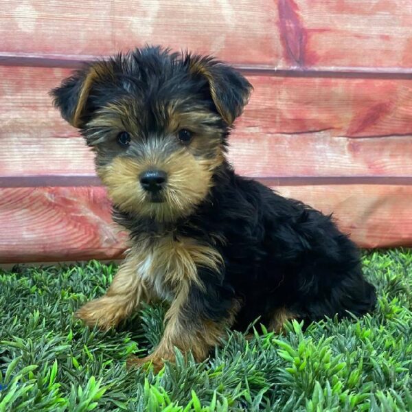 Yorkie-DOG-Male-Black / Tan-10971-Petland Robinson, PA