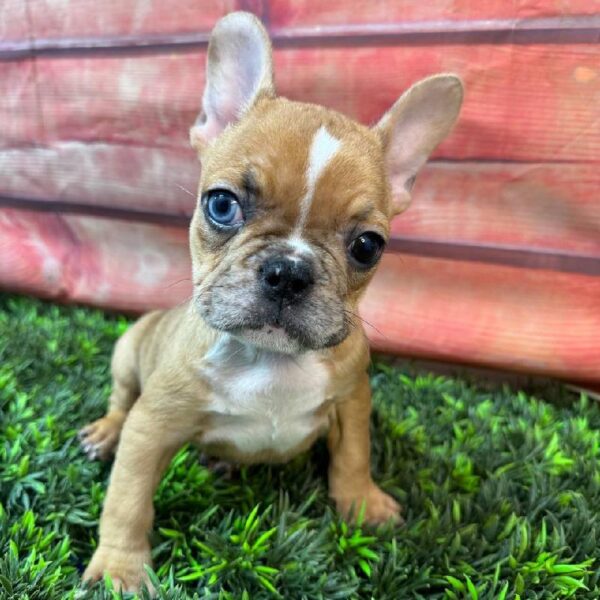 French Bulldog-DOG-Female-Red-11006-Petland Robinson, Pittsburgh, PA