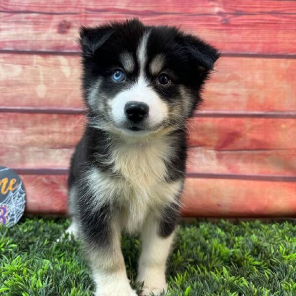 Pomsky 2nd gen.-DOG-Female-Tri-Colored-11012-Petland Robinson, PA