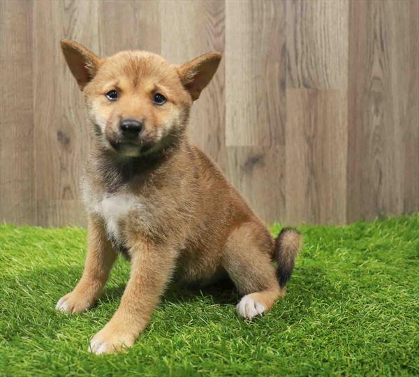 Shiba Inu-DOG-Female-Red Sesame-11039-Petland Robinson, PA