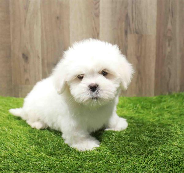 Lhasa Apso-DOG-Male-White-11040-Petland Robinson, PA