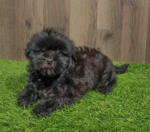 Shorkie-DOG-Female-Black-11041-Petland Robinson, PA