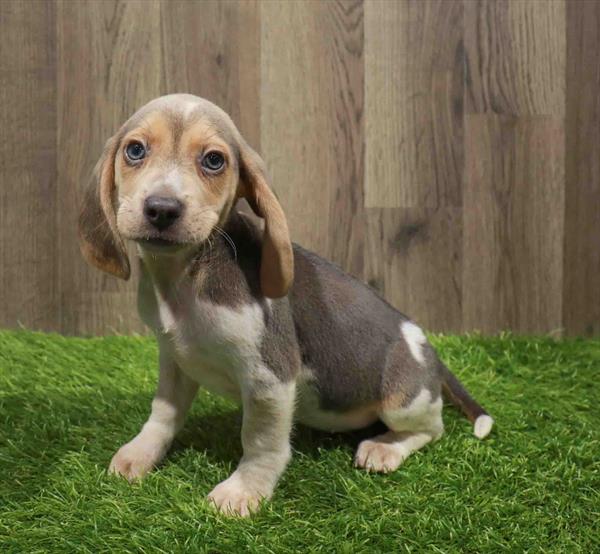 Beagle-DOG-Female-Blue White / Tan-11042-Petland Robinson, PA