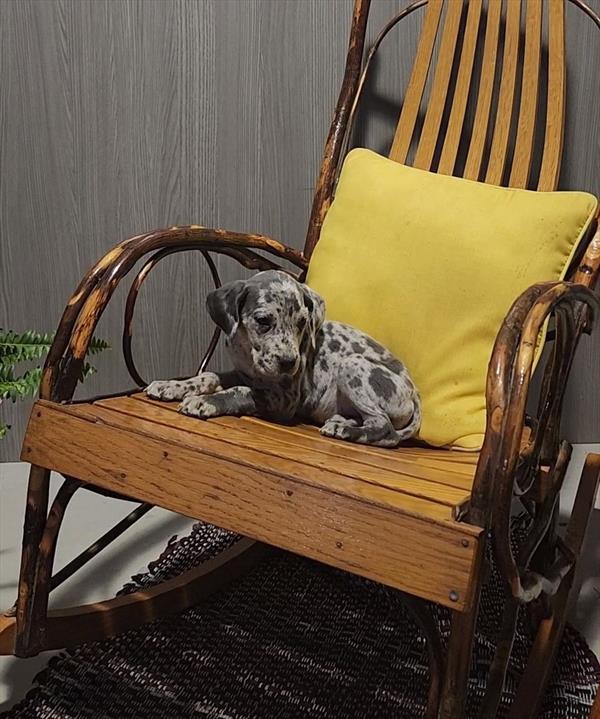 Great Dane-DOG-Female-Merle-11048-Petland Robinson, PA