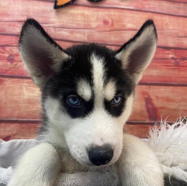Siberian Husky-DOG-Male-Black / White-11068-Petland Robinson, Pittsburgh, PA