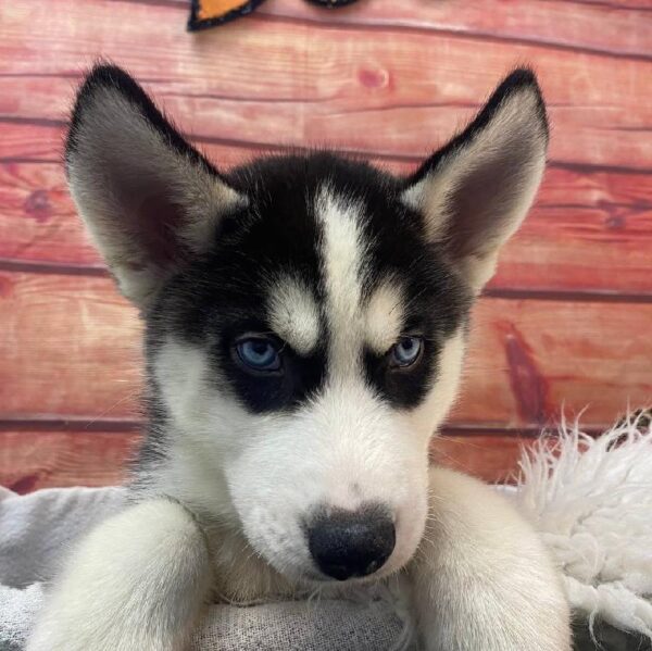 Siberian Husky-DOG-Male-Black / White-11068-Petland Robinson, PA