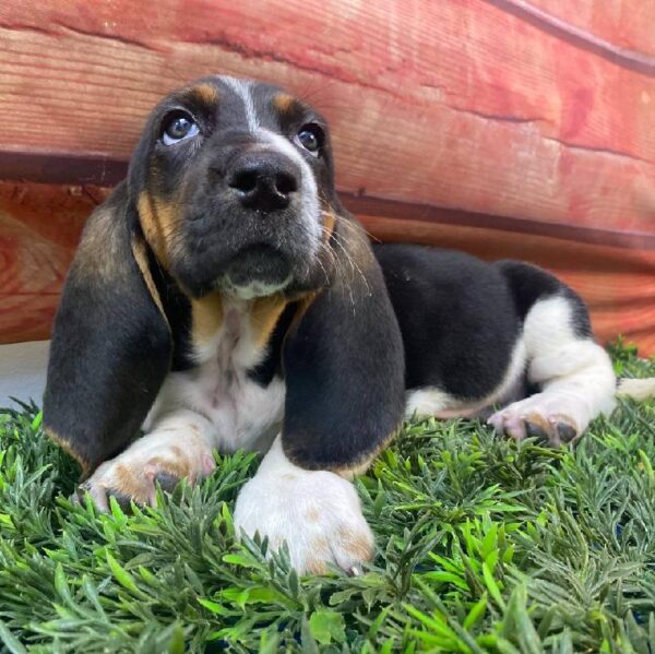 Basset Hound-DOG-Female-Black White / Tan-11070-Petland Robinson, PA