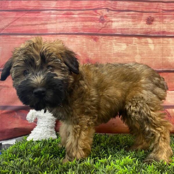 Soft Coated Wheaten Terrier-DOG-Male-Wheaten-11073-Petland Robinson, PA