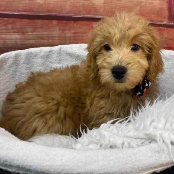 Mini Goldendoodle-DOG-Male-Apricot-11078-Petland Robinson, Pittsburgh, PA
