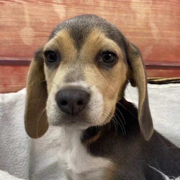 Beagle-DOG-Female-Blue White / Tan-11077-Petland Robinson, Pittsburgh, PA