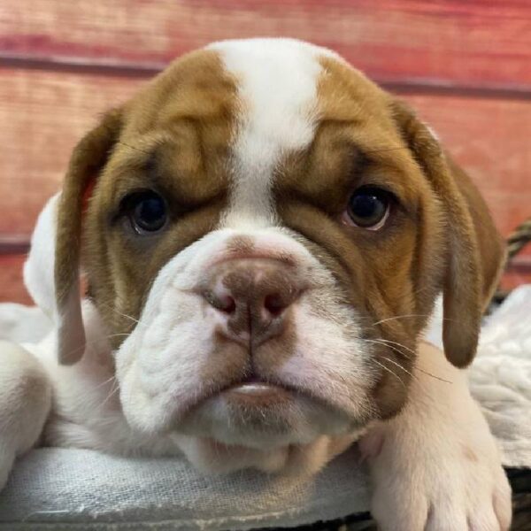 English Bulldog-DOG-Female-Red-11071-Petland Robinson, Pittsburgh, PA