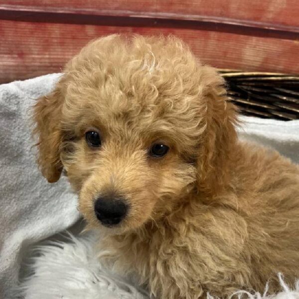 Mini Goldendoodle 2nd Gen.-DOG-Male-Apricot-11079-Petland Robinson, Pittsburgh, PA