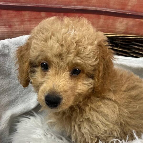 Mini Goldendoodle 2nd Gen.-DOG-Male-Apricot-11079-Petland Robinson, PA